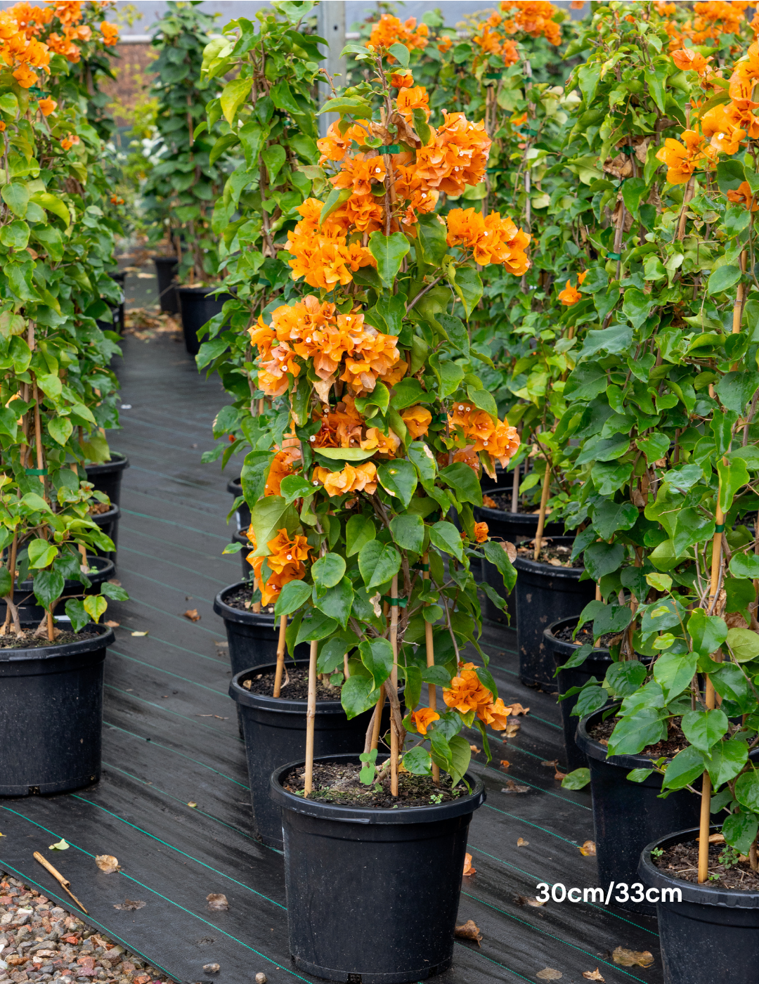 Bougainvillea ‘Inca Gold’ – Golden Orange Flowering Bougainvillea