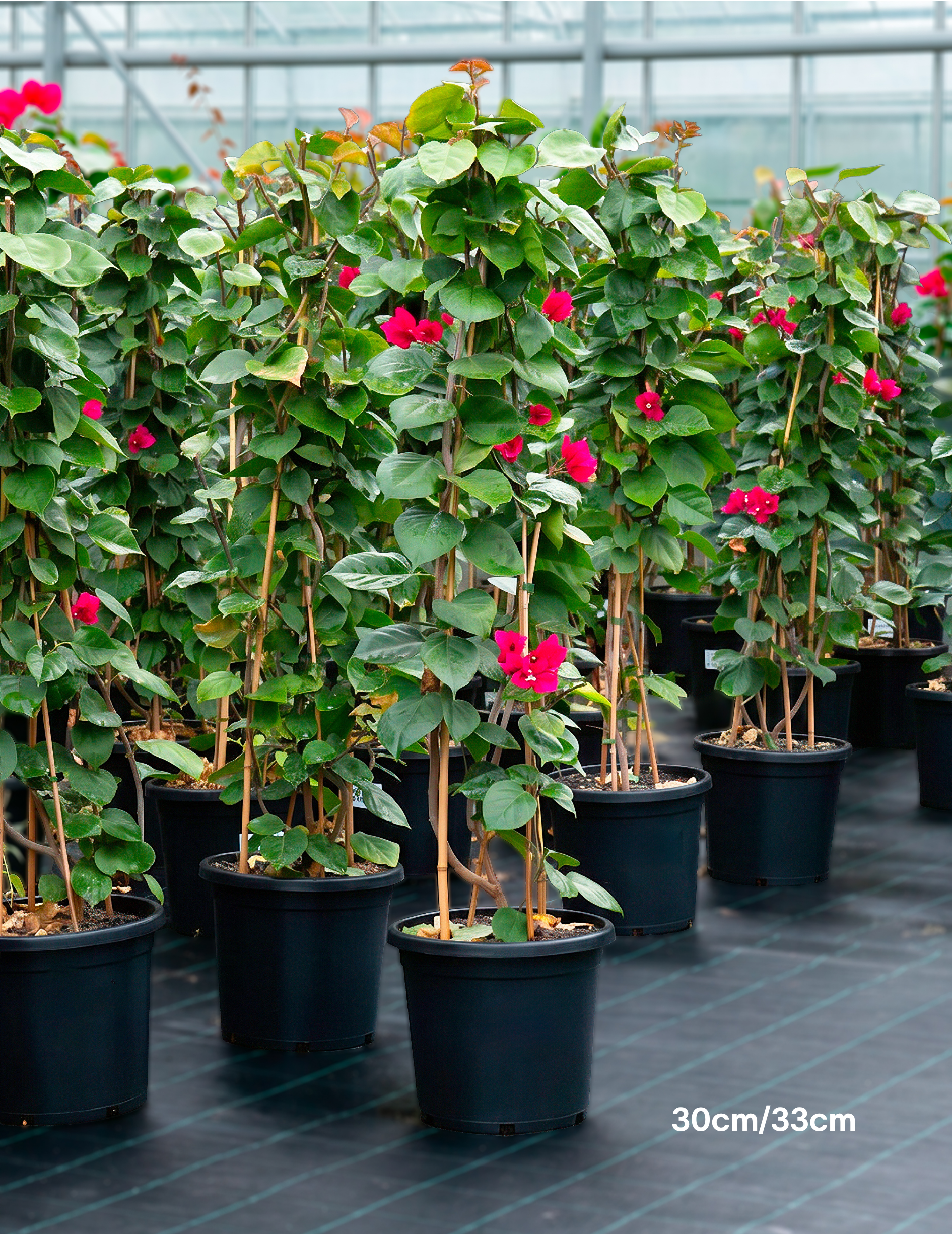 Bougainvillea ‘Scarlet O’Hara’ – Scarlet Red Flowering Bougainvillea
