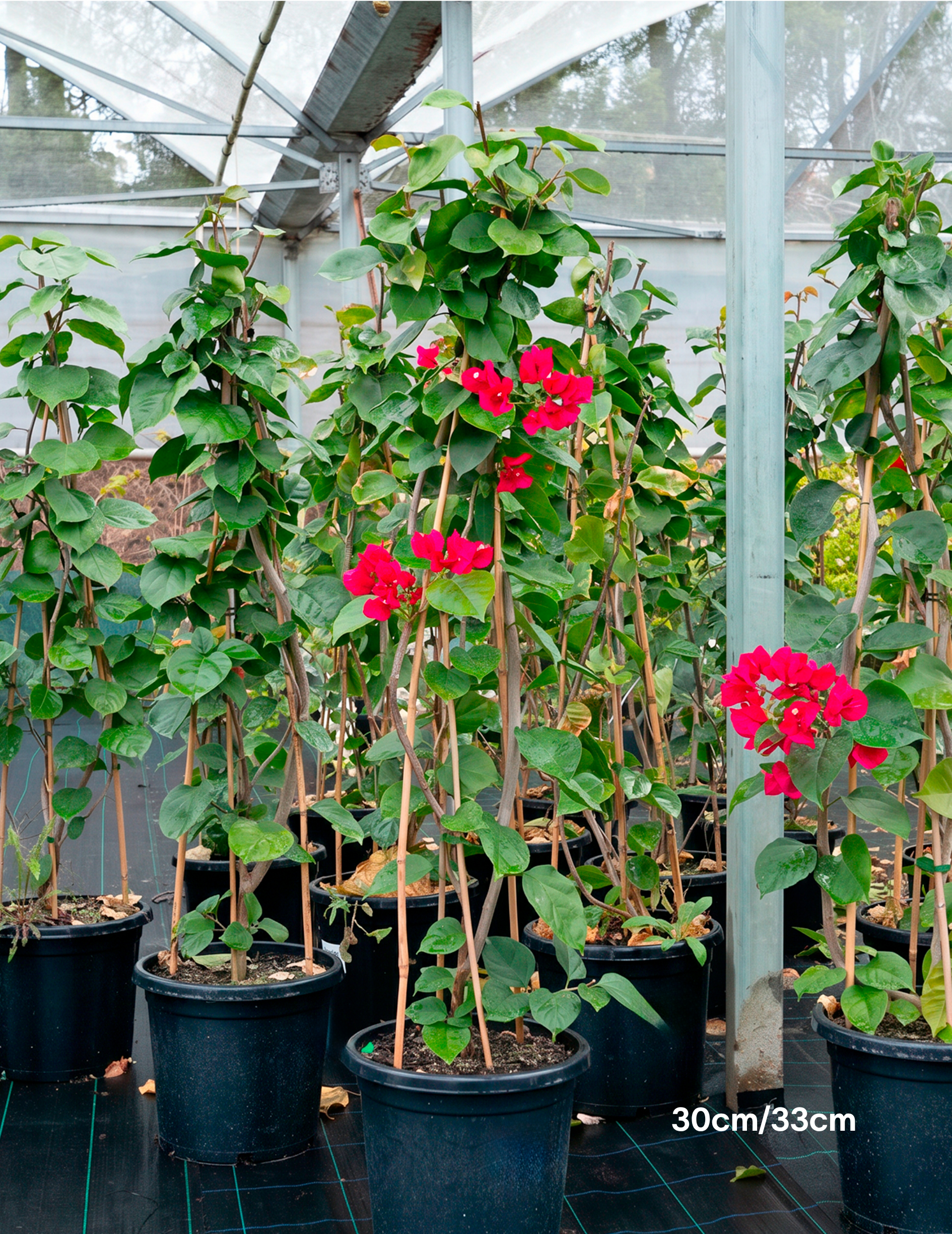 Bougainvillea ‘Scarlet O’Hara’ – Scarlet Red Flowering Bougainvillea