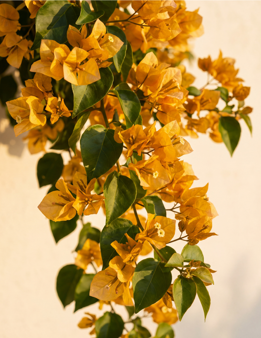 Bougainvillea ‘Inca Gold’ – Golden Orange Flowering Bougainvillea