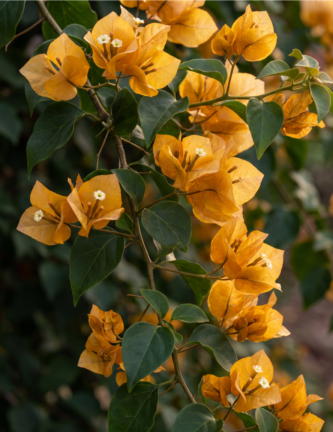 Bougainvillea ‘Inca Gold’ – Golden Orange Flowering Bougainvillea