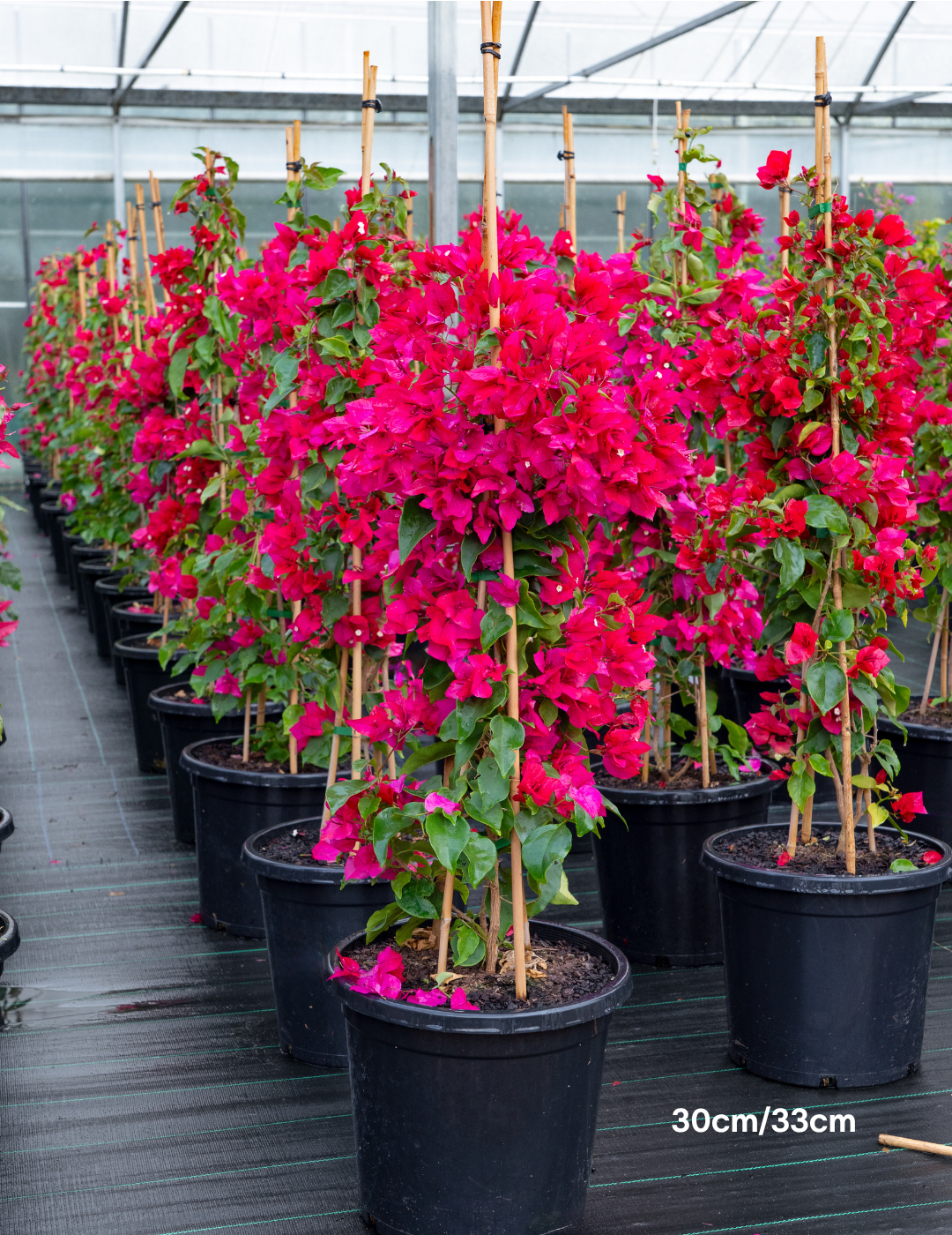 Bougainvillea ‘Lolita’ – Compact Flowering Bougainvillea