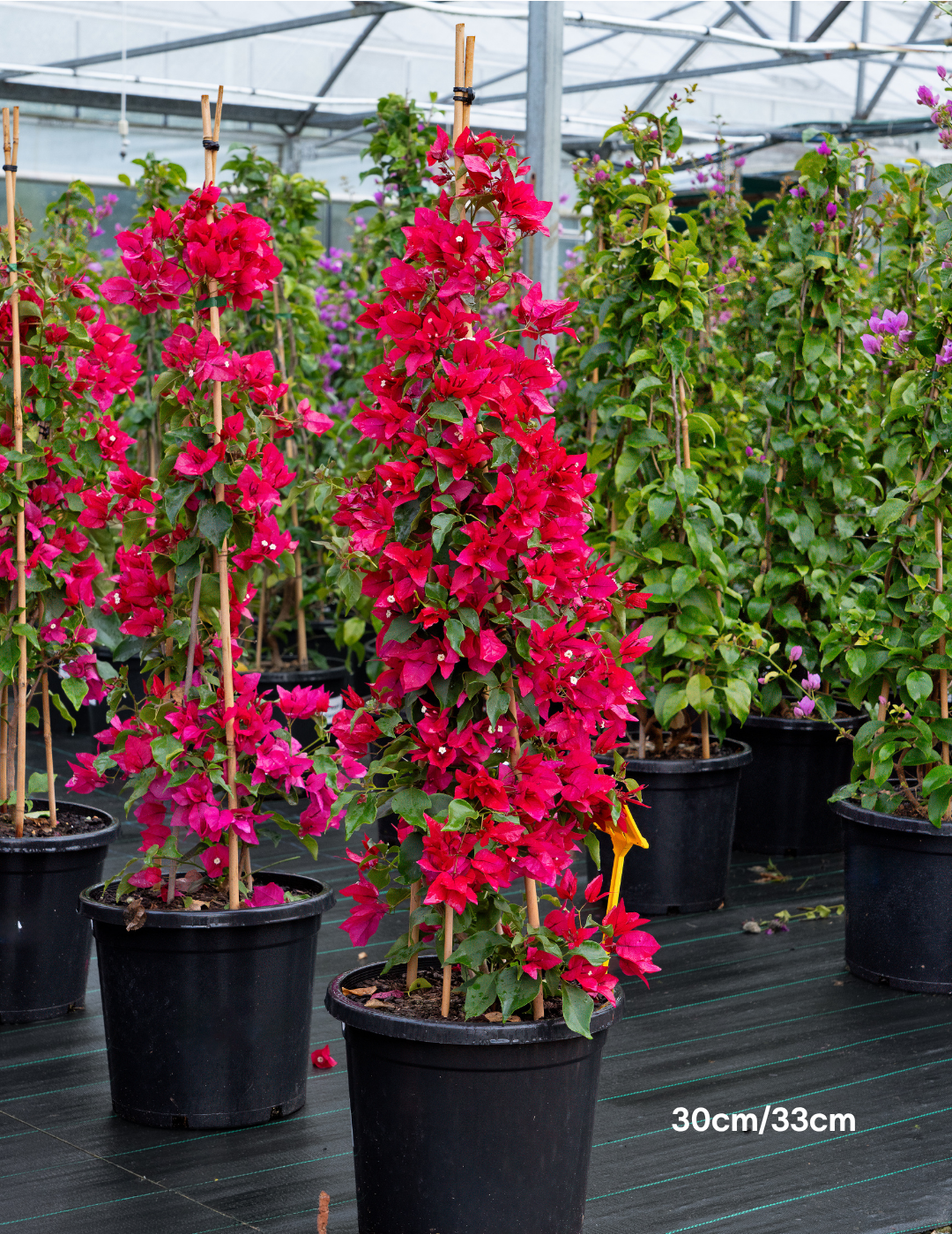 Bougainvillea ‘Lolita’ – Compact Flowering Bougainvillea