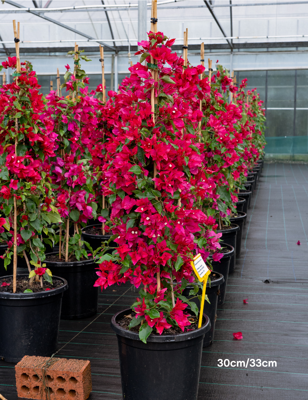 Bougainvillea ‘Lolita’ – Compact Flowering Bougainvillea