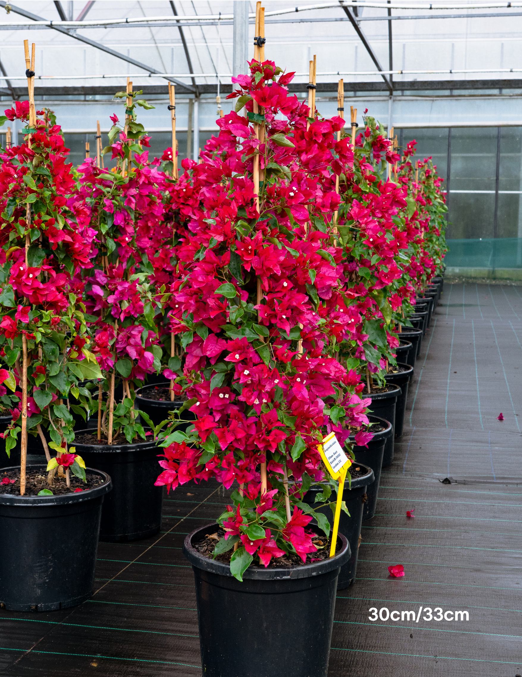 Bougainvillea ‘Lolita’ – Compact Flowering Bougainvillea