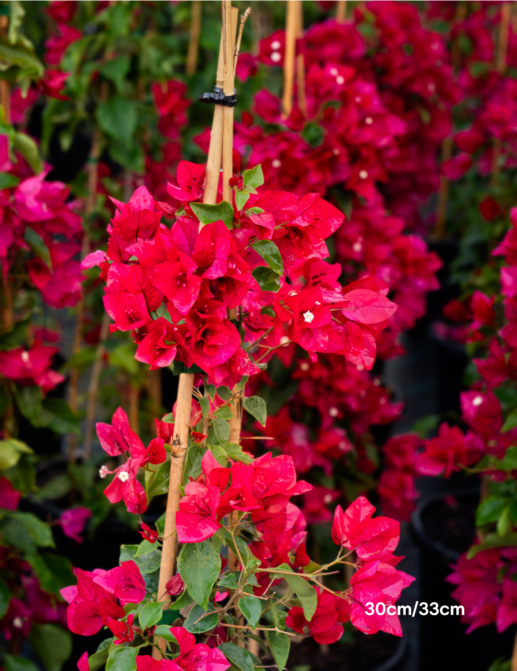 Bougainvillea ‘Lolita’ – Compact Flowering Bougainvillea