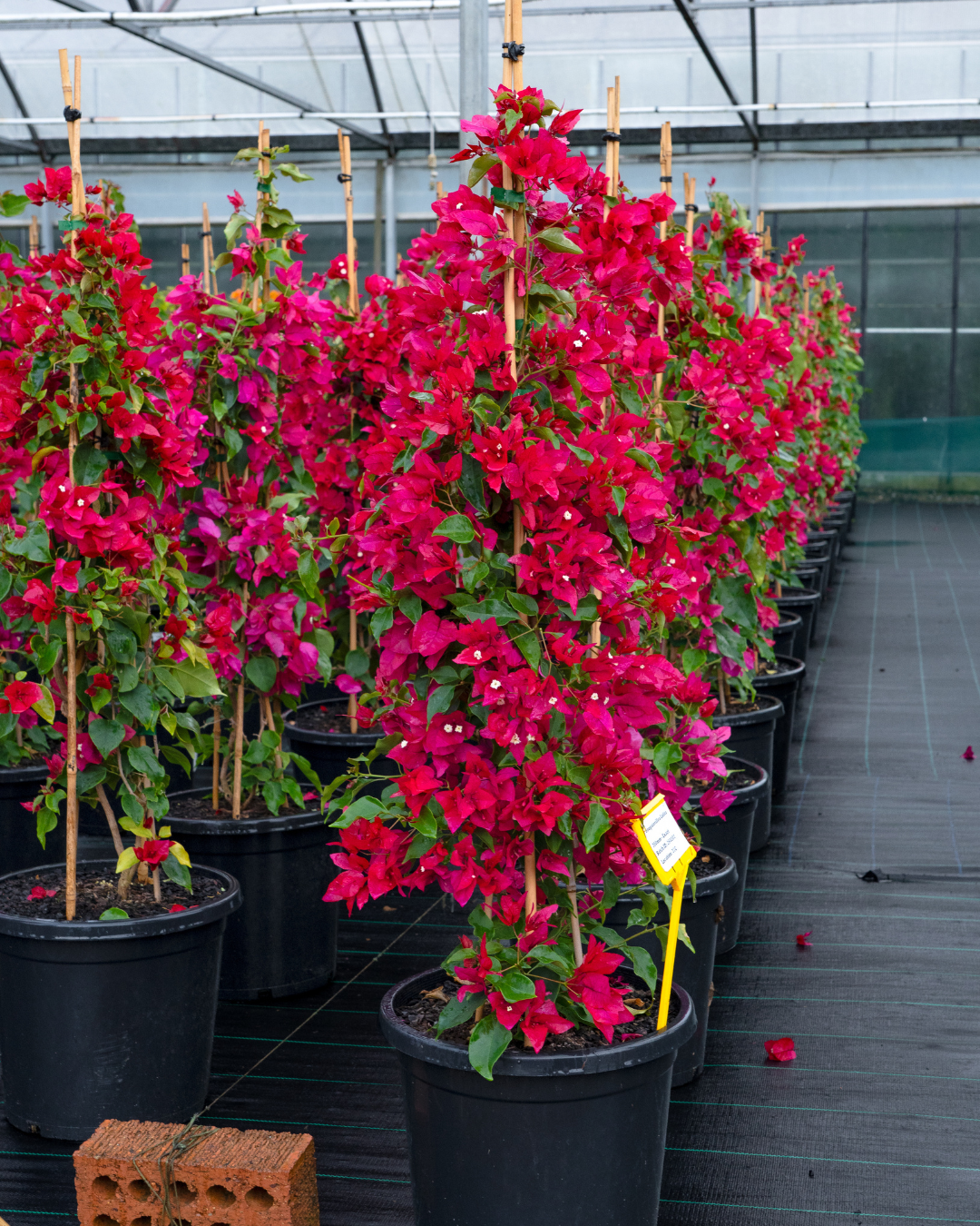 Bougainvillea ‘Scarlet O’Hara’ – Scarlet Red Flowering Bougainvillea