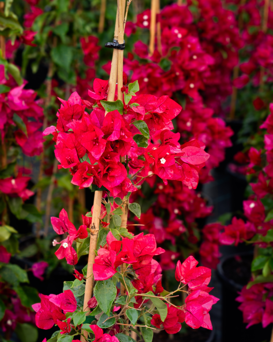 Bougainvillea ‘Scarlet O’Hara’ – Scarlet Red Flowering Bougainvillea