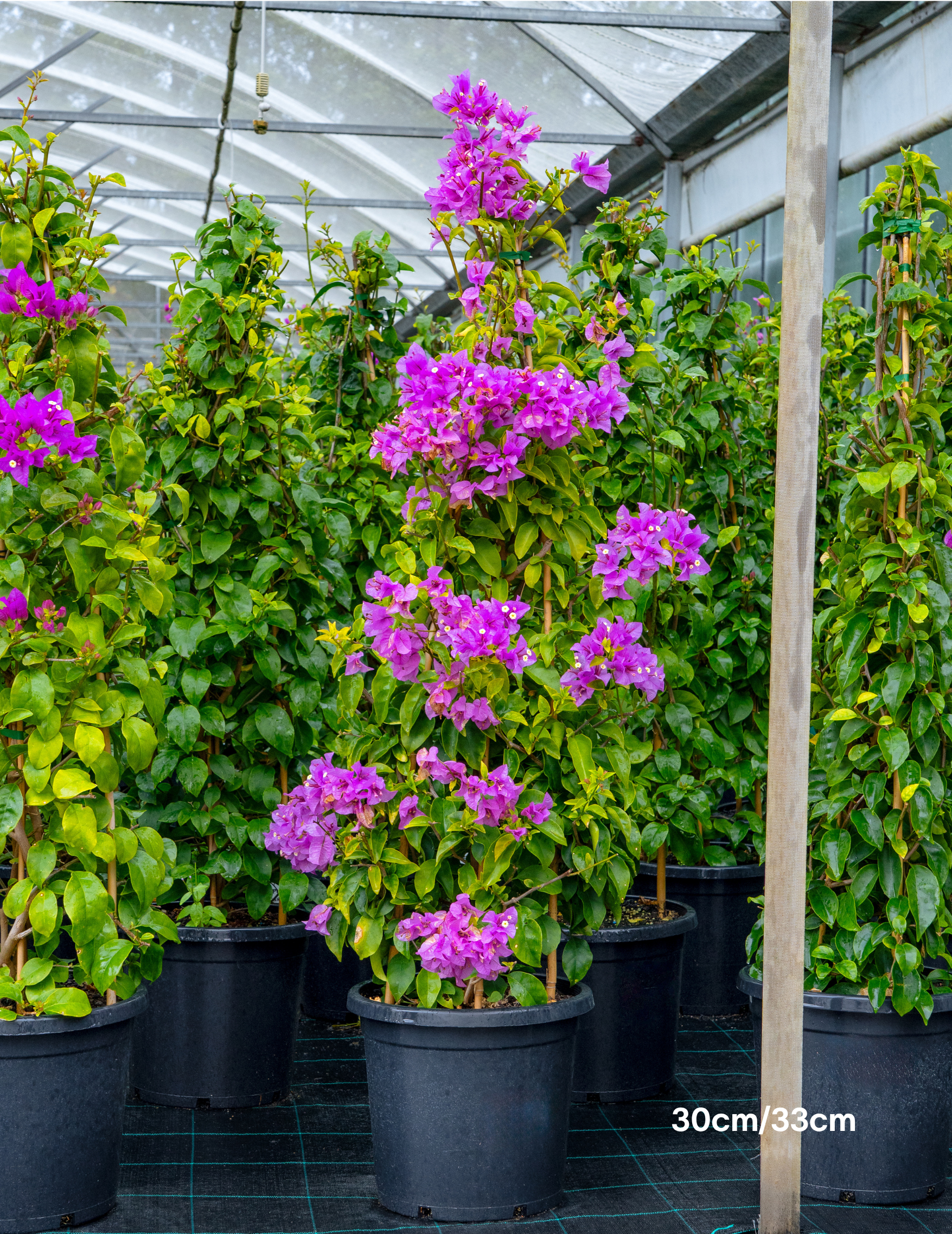 Bougainvillea ‘Purple Cascade’ – Purple Cascade Bougainvillea