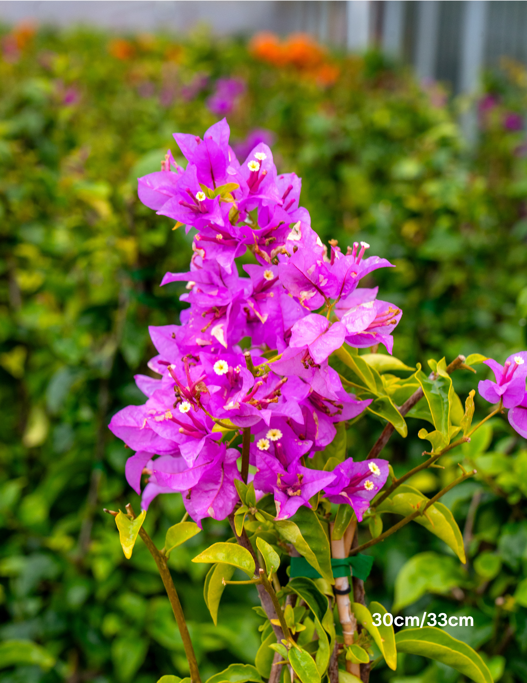 Bougainvillea ‘Purple Cascade’ – Purple Cascade Bougainvillea