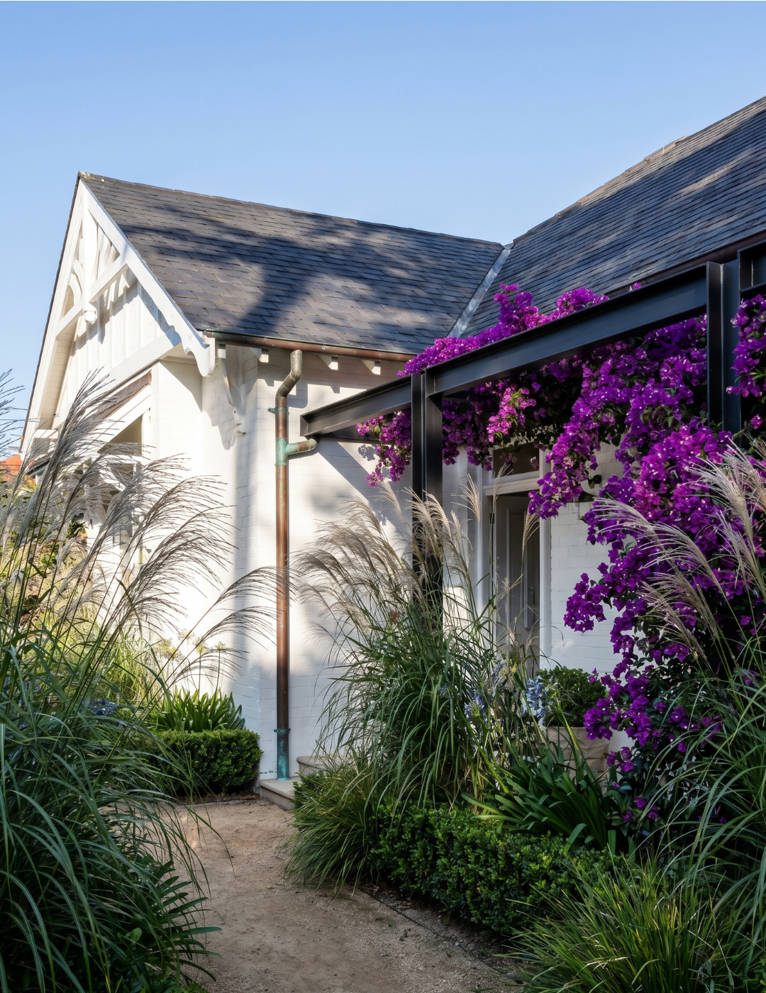 Bougainvillea ‘Purple Cascade’ – Purple Cascade Bougainvillea