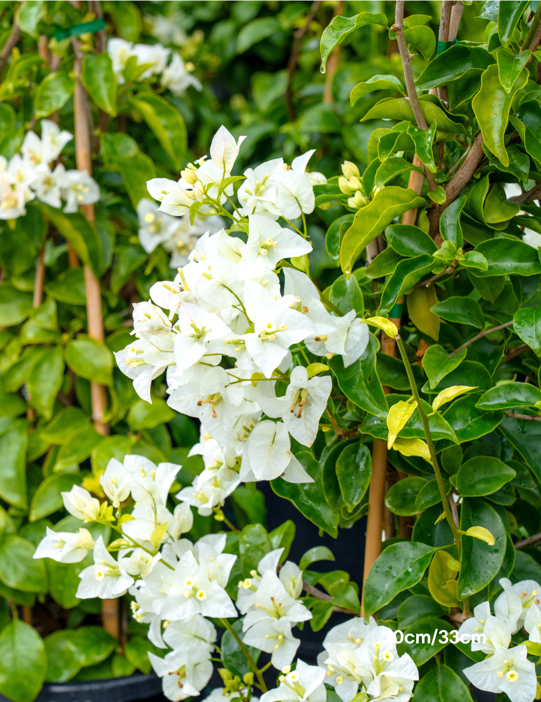 Bougainvillea ‘White Cascade’ – White Cascade Bougainvillea