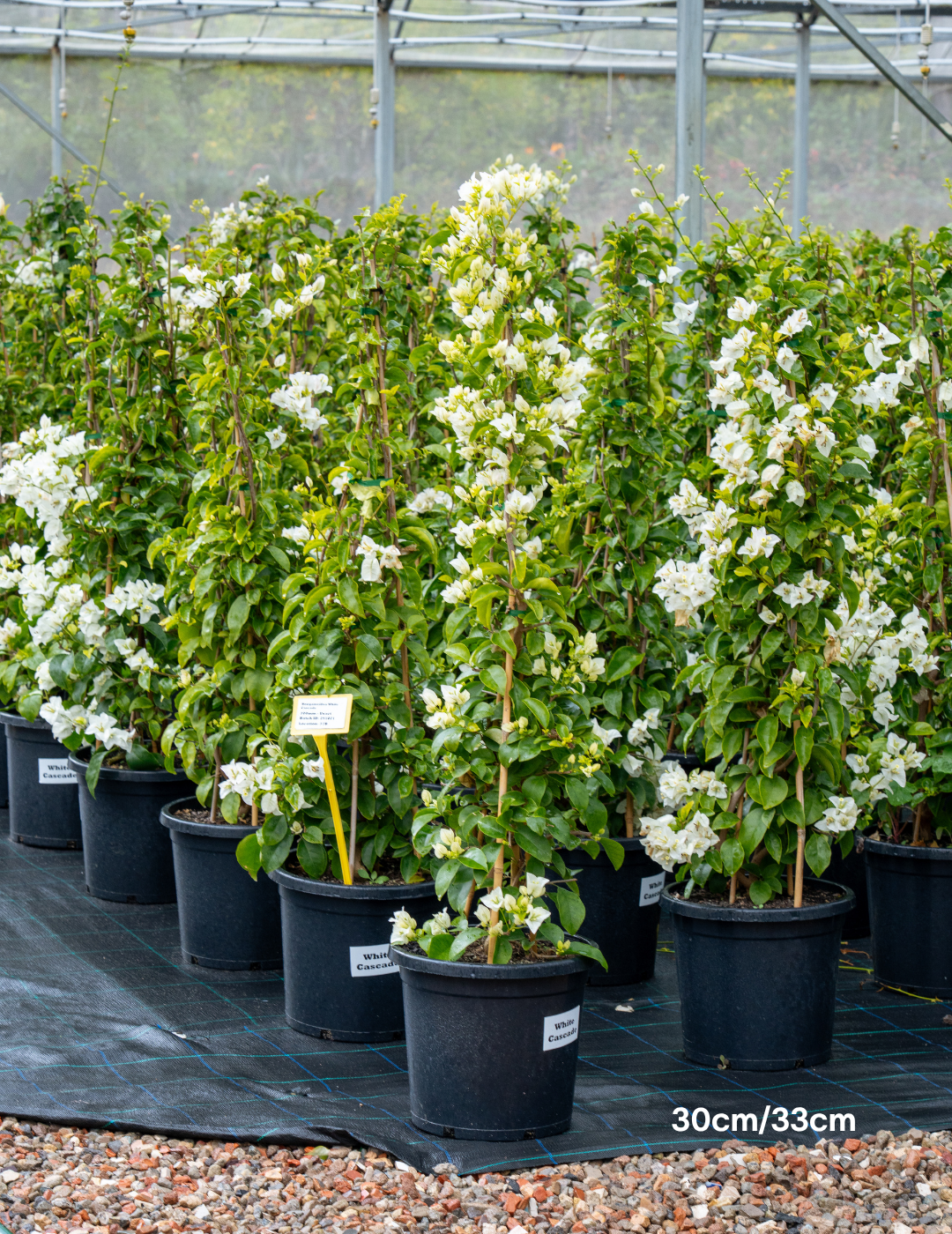 Bougainvillea ‘White Cascade’ – White Cascade Bougainvillea