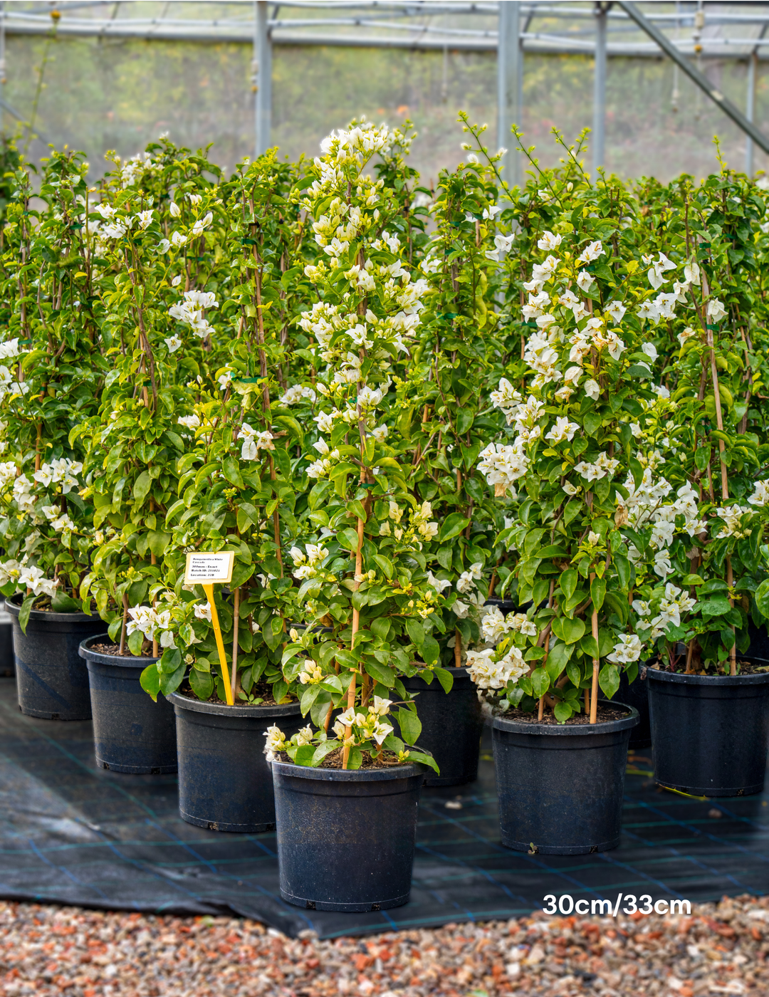 Bougainvillea ‘White Cascade’ – White Cascade Bougainvillea