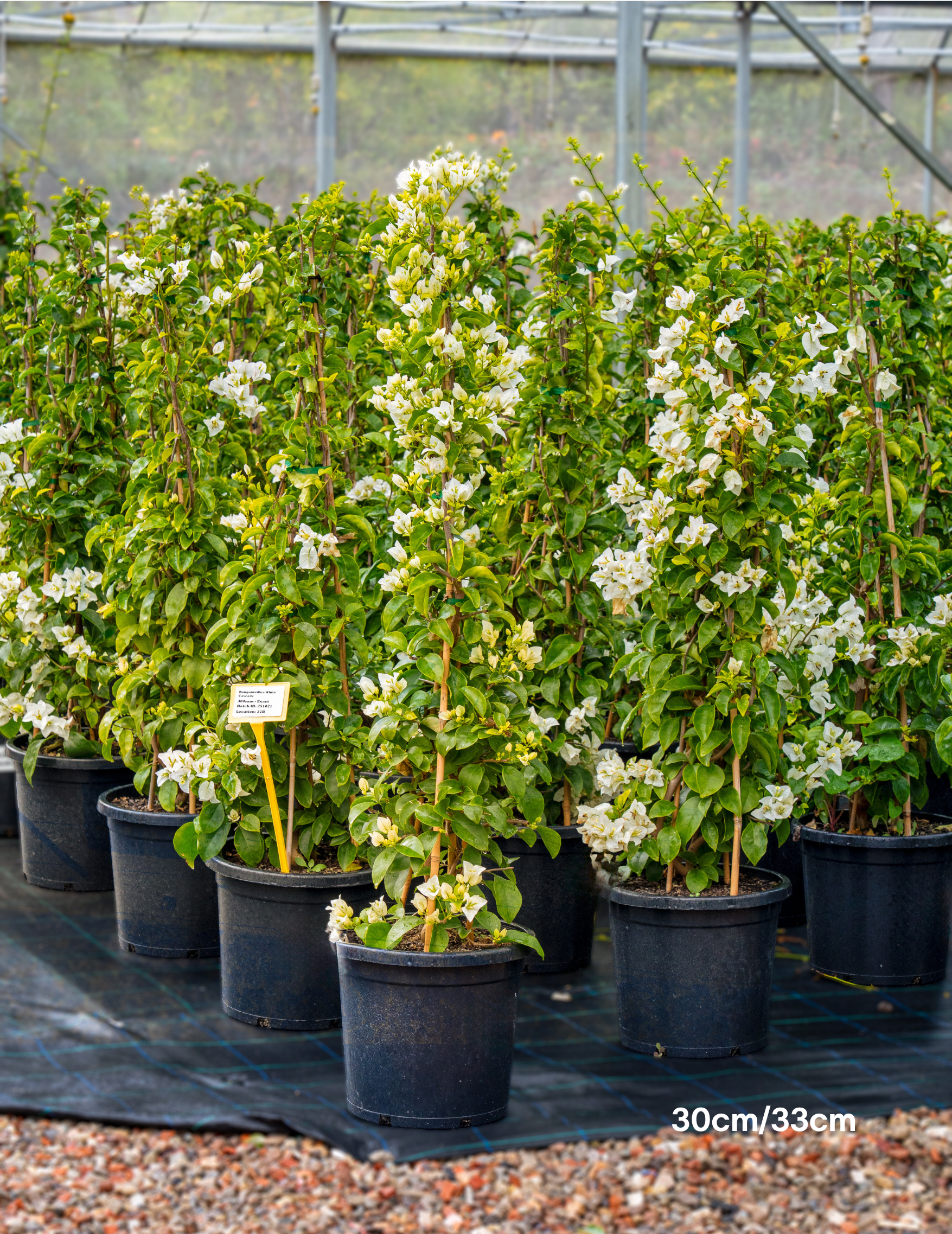 Bougainvillea ‘White Cascade’ – White Cascade Bougainvillea