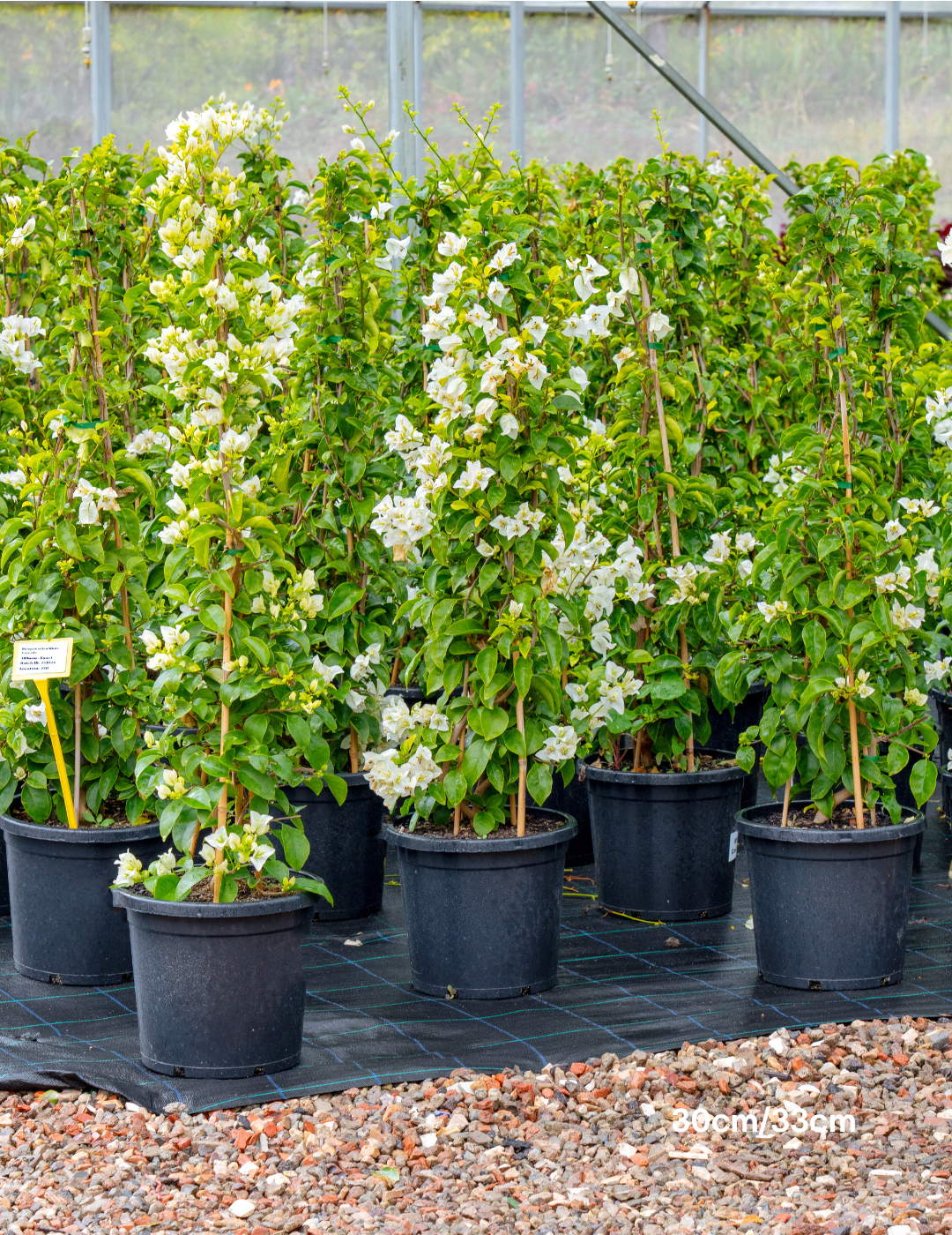 Bougainvillea ‘White Cascade’ – White Cascade Bougainvillea