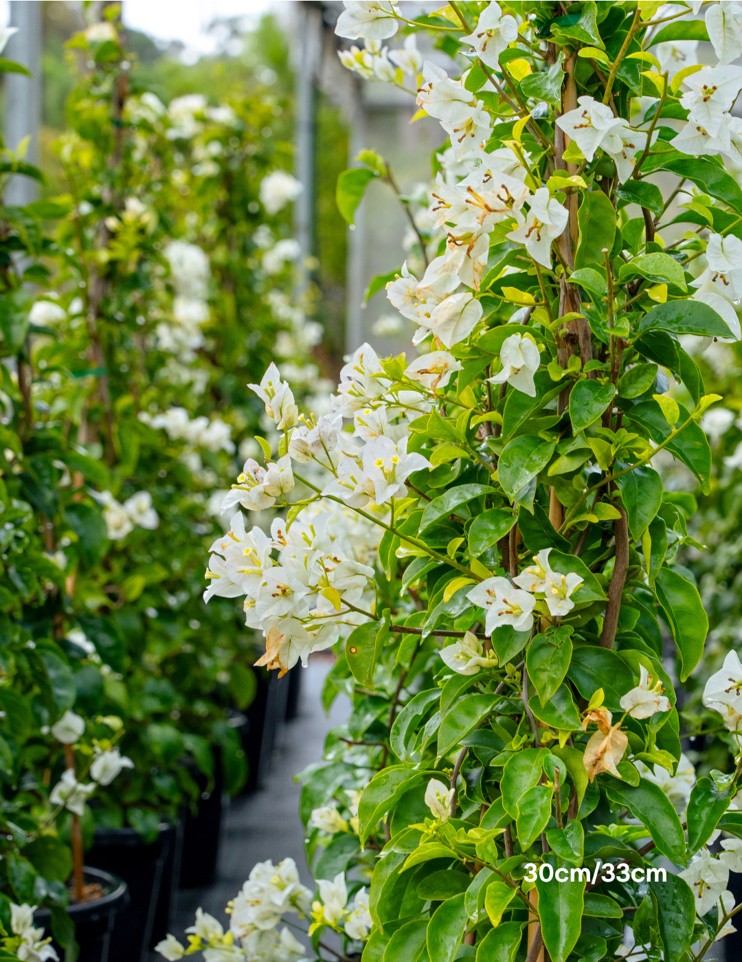 Bougainvillea ‘White Cascade’ – White Cascade Bougainvillea