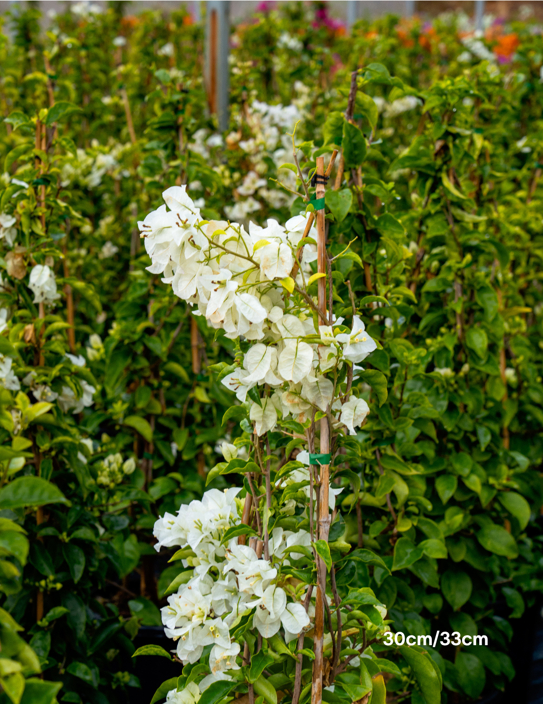 Bougainvillea ‘White Cascade’ – White Cascade Bougainvillea