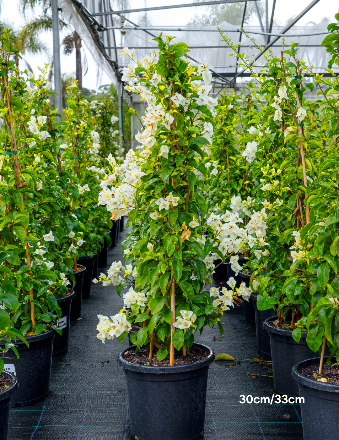 Bougainvillea ‘White Cascade’ – White Cascade Bougainvillea