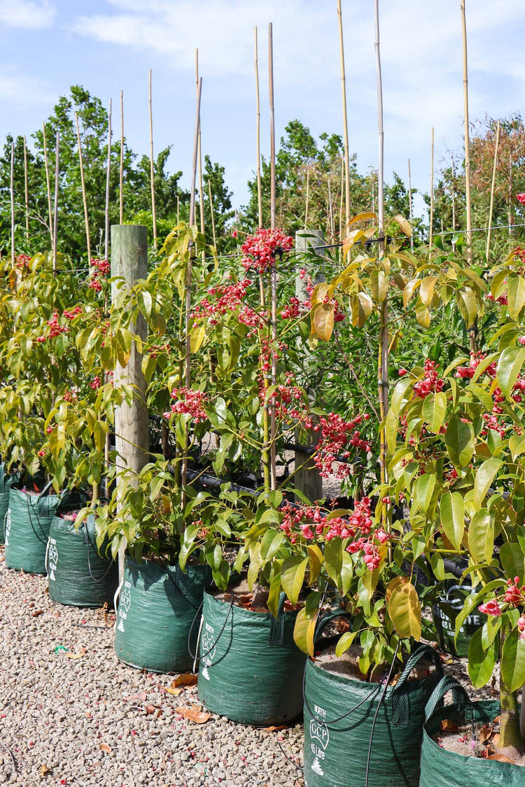 Brachychiton populneus x acerifolius 'Jerilderie Red'