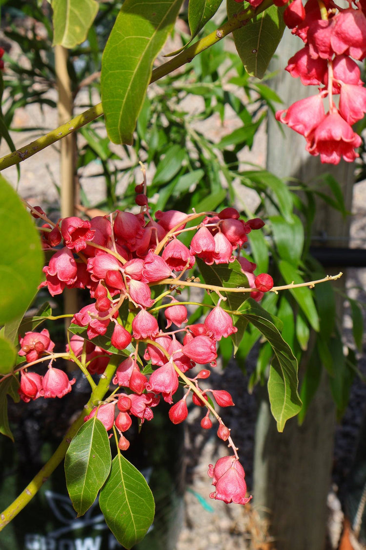 Brachychiton populneus x acerifolius 'Jerilderie Red'