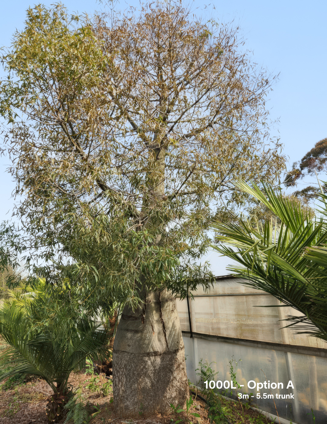 Brachychiton rupestris - Bottle Tree - Evergreen Trees Direct