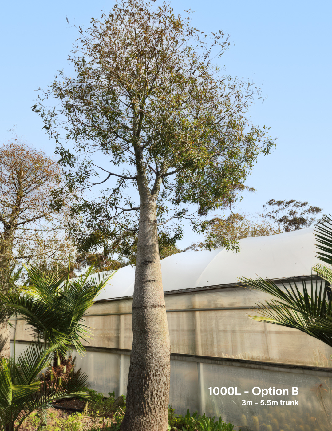 Brachychiton rupestris - Bottle Tree - Evergreen Trees Direct