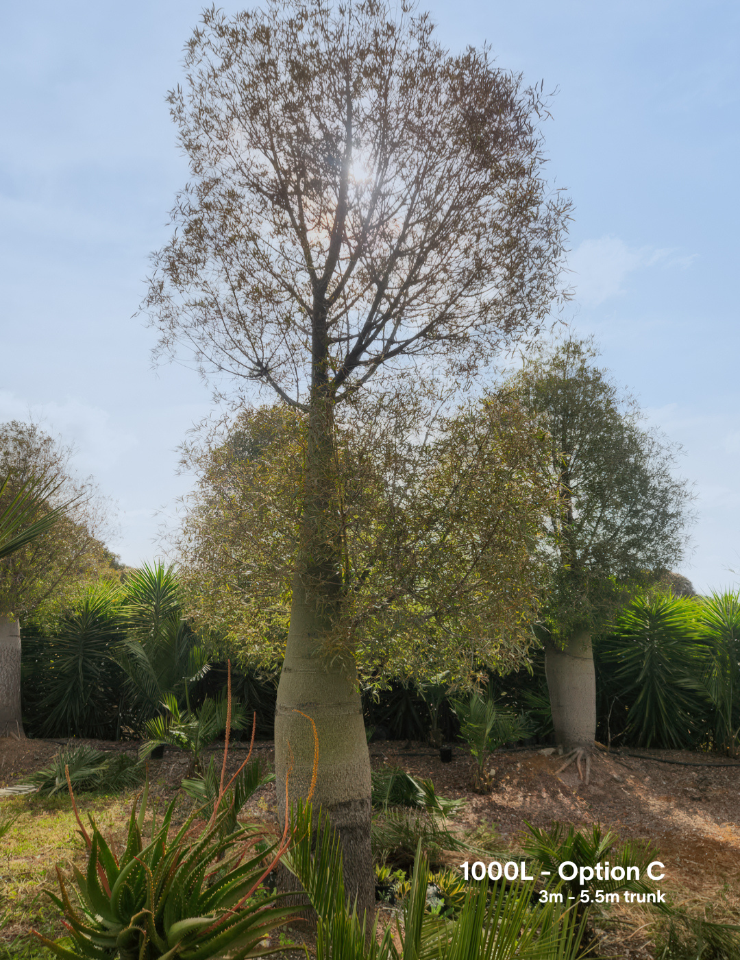 Brachychiton rupestris - Bottle Tree - Evergreen Trees Direct