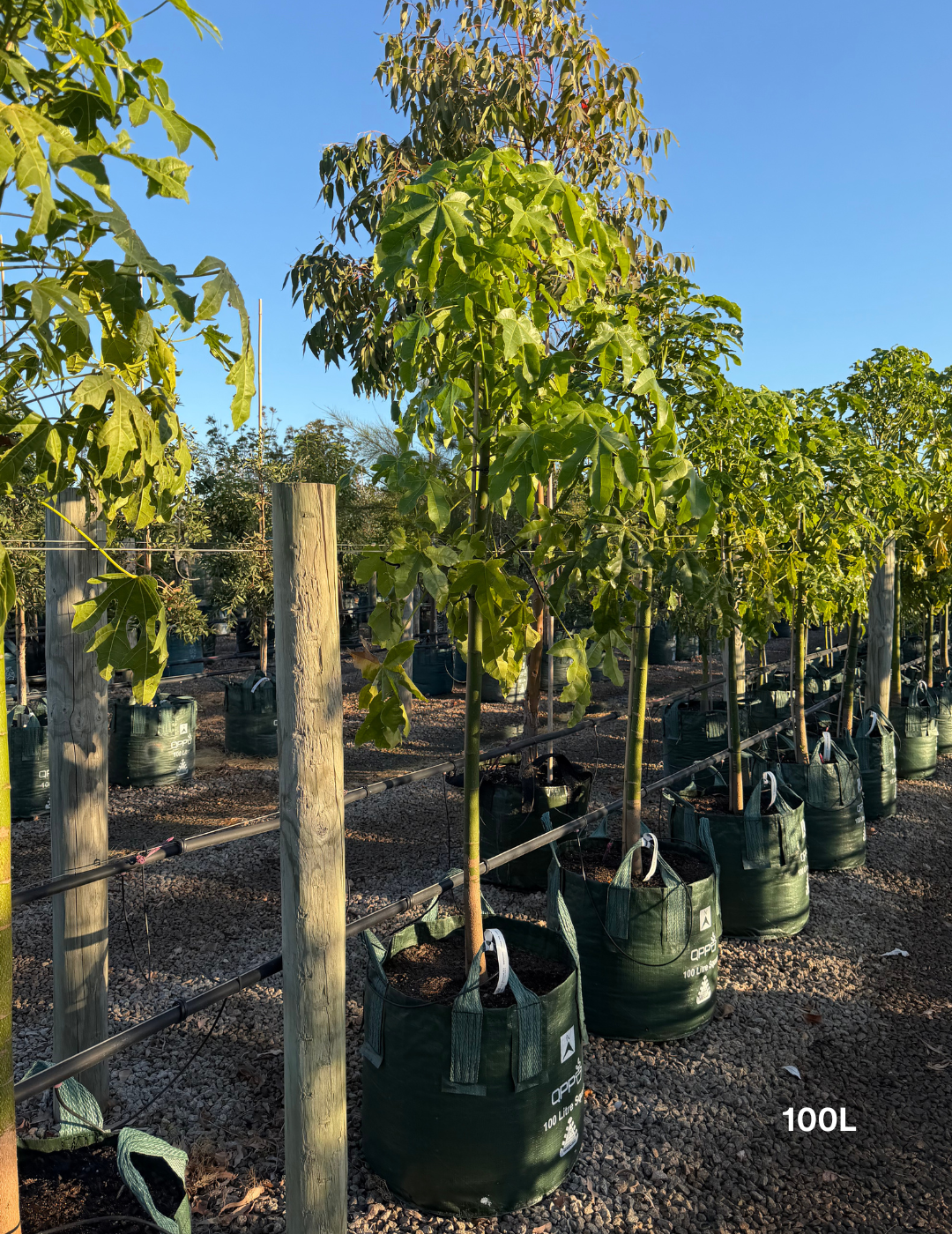 Brachychiton acerifolius (Illawarra Flame Tree) - Evergreen Trees Direct