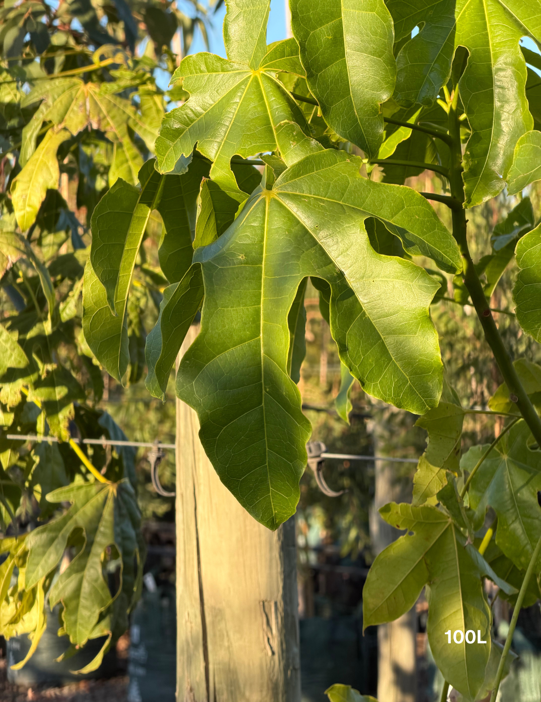 Brachychiton acerifolius (Illawarra Flame Tree) - Evergreen Trees Direct