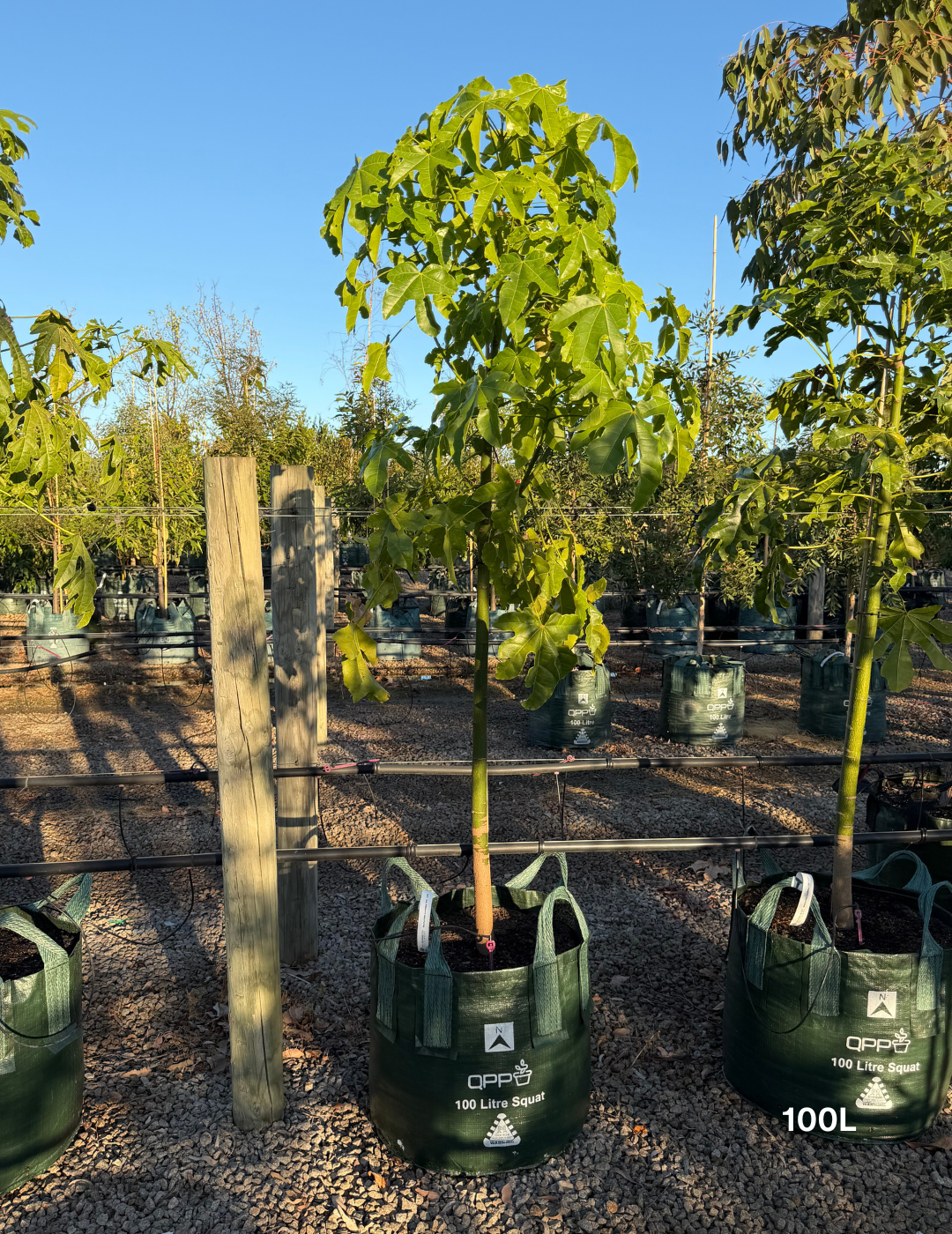 Brachychiton acerifolius (Illawarra Flame Tree) - Evergreen Trees Direct