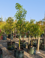 Brachychiton populneus x acerifolius 'Jerilderie Red'