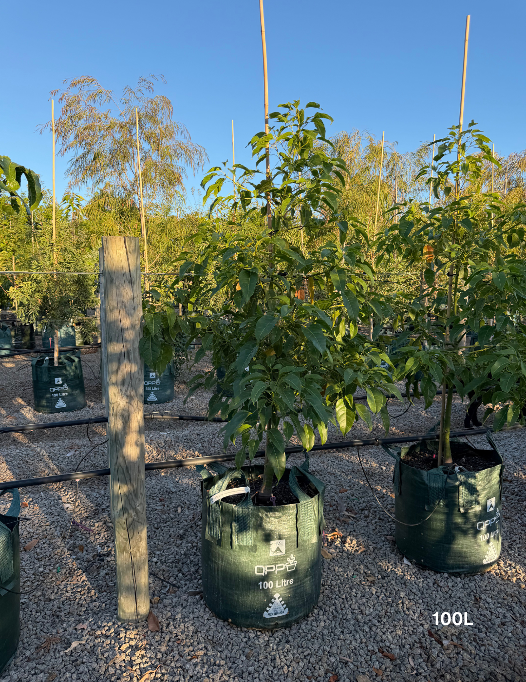 Brachychiton populneus x acerifolius 'Jerilderie Red' - Evergreen Trees Direct