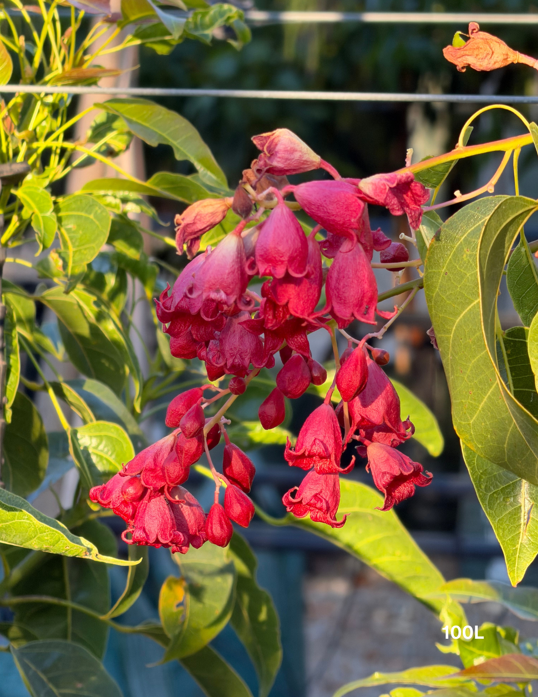 Brachychiton populneus x acerifolius 'Jerilderie Red' - Evergreen Trees Direct