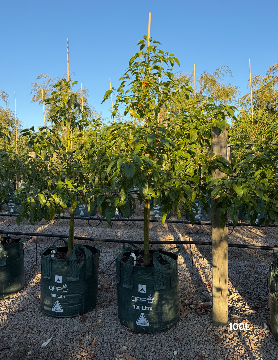 Brachychiton populneus x acerifolius 'Jerilderie Red' - Evergreen Trees Direct