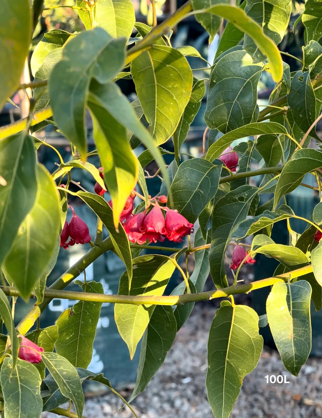 Brachychiton populneus x acerifolius 'Jerilderie Red' - Evergreen Trees Direct