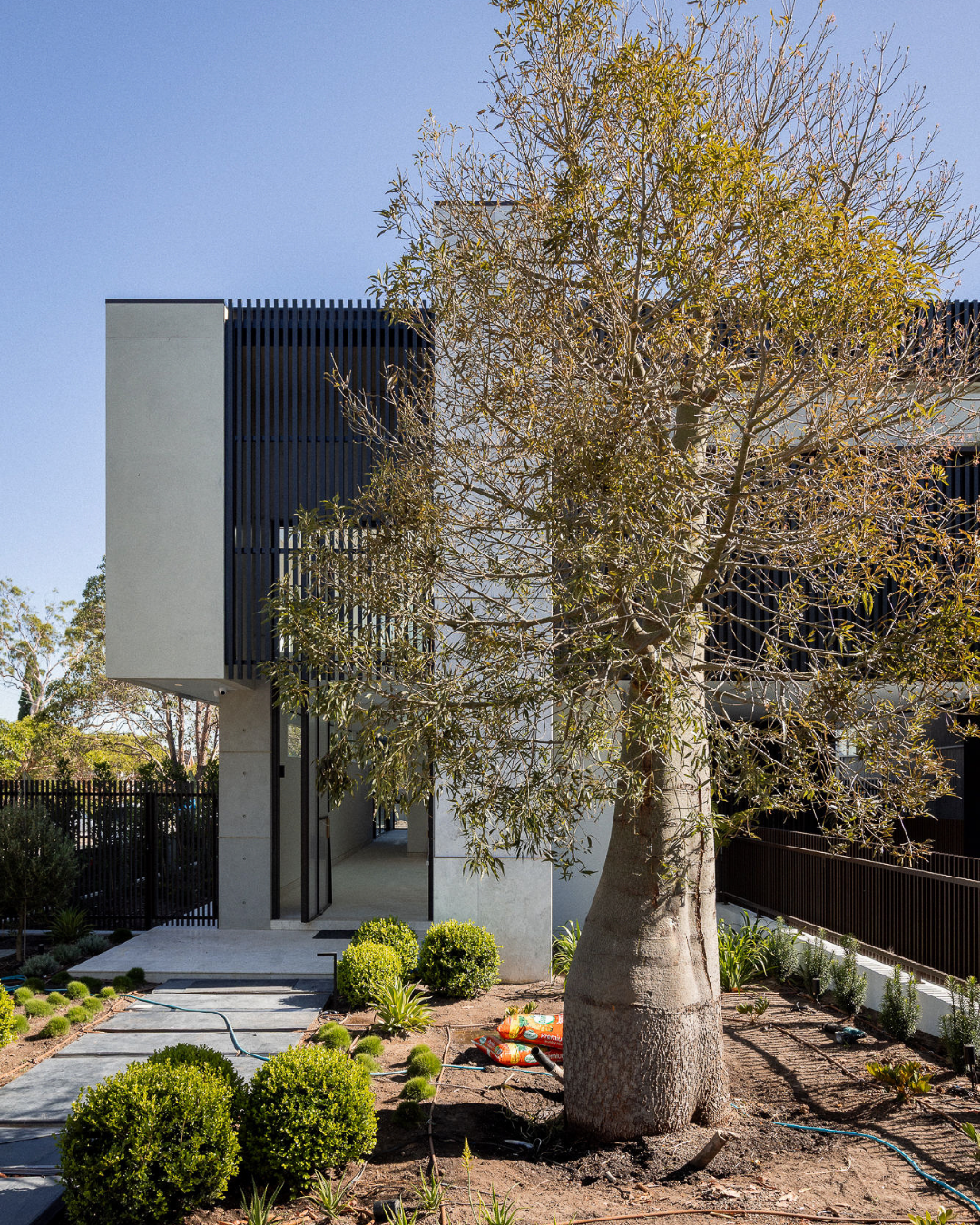 Evergreen Trees Direct