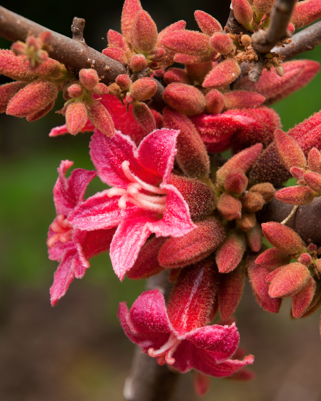 Evergreen Trees Direct