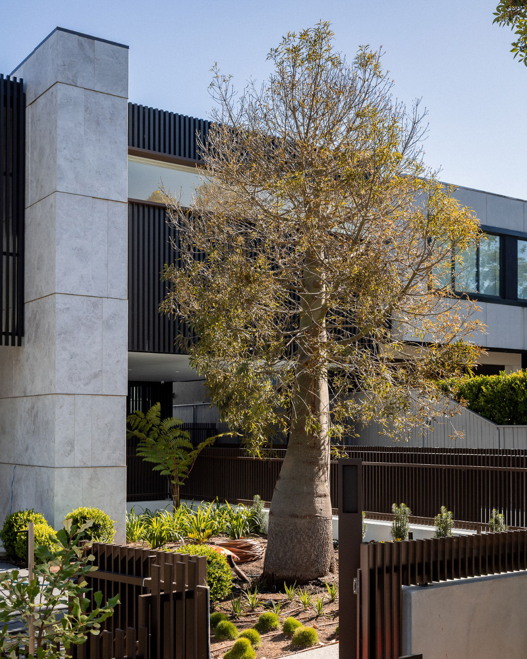 Evergreen Trees Direct