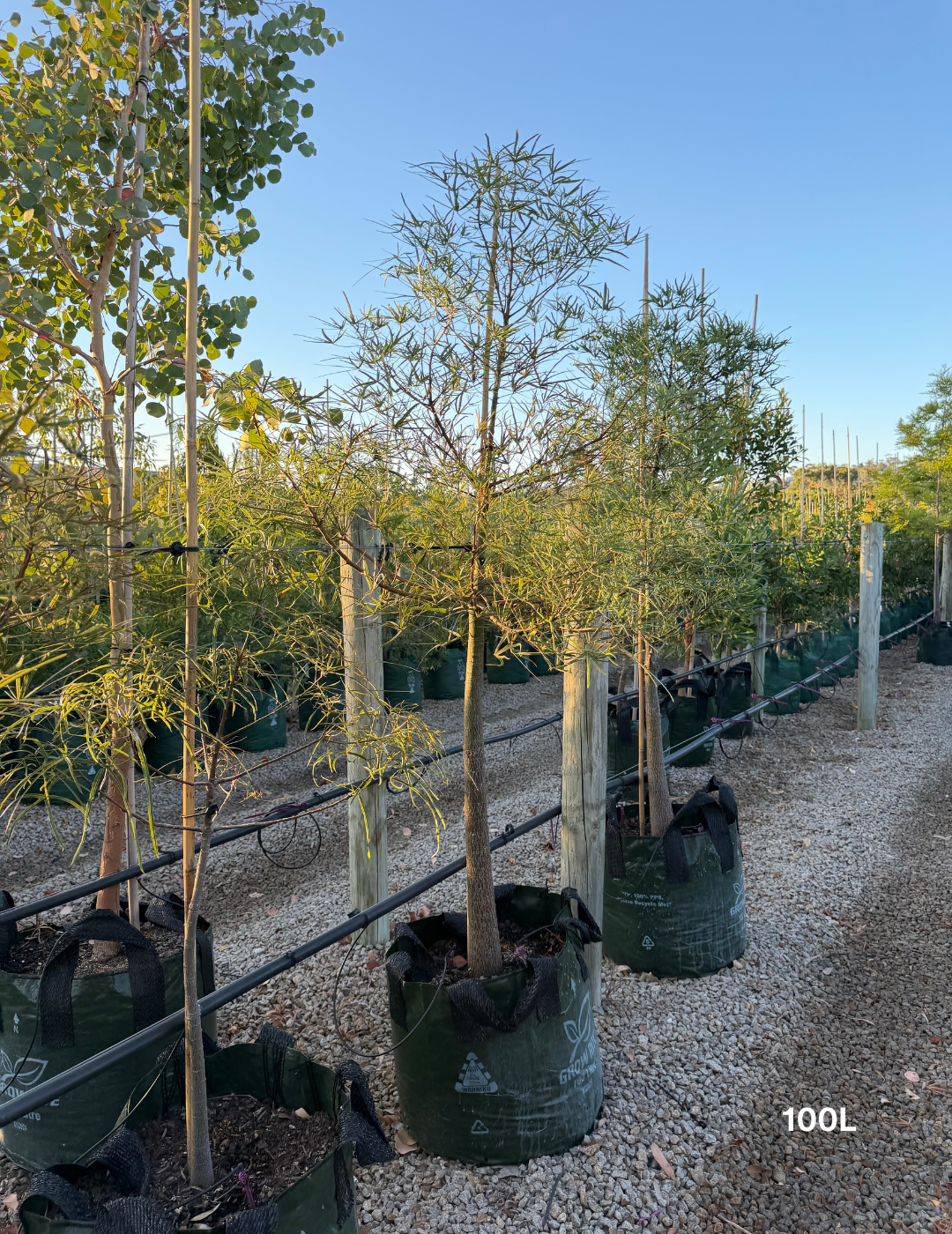 Brachychiton rupestris - Bottle Tree