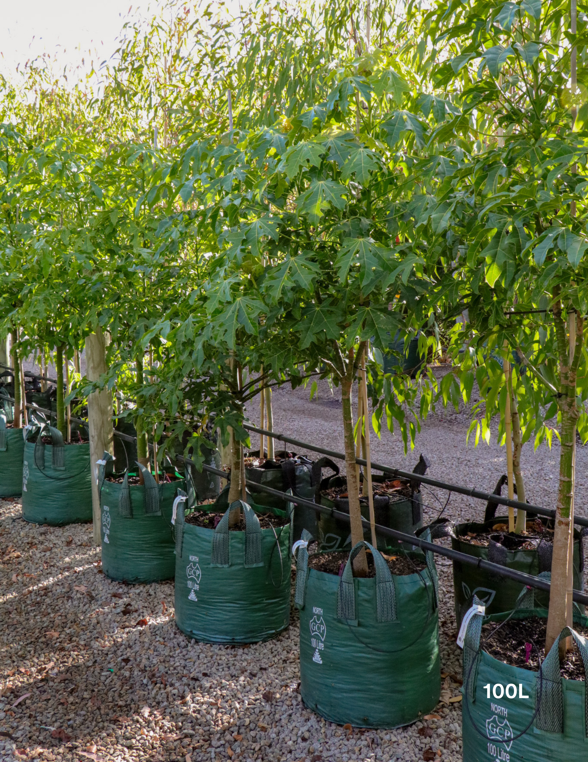 Brachychiton acerifolius (Illawarra Flame Tree) - Evergreen Trees Direct