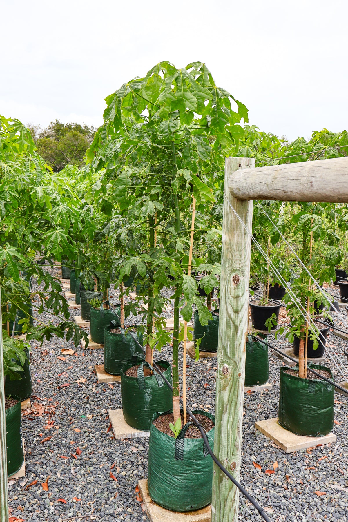 Brachychiton populneus x discolor 'Griffiths Pink' - Evergreen Trees Direct