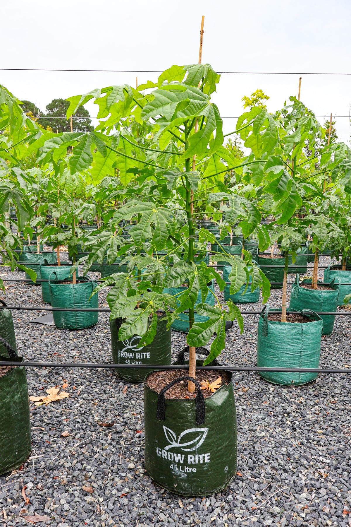 Brachychiton populneus x discolor 'Griffiths Pink' - Evergreen Trees Direct