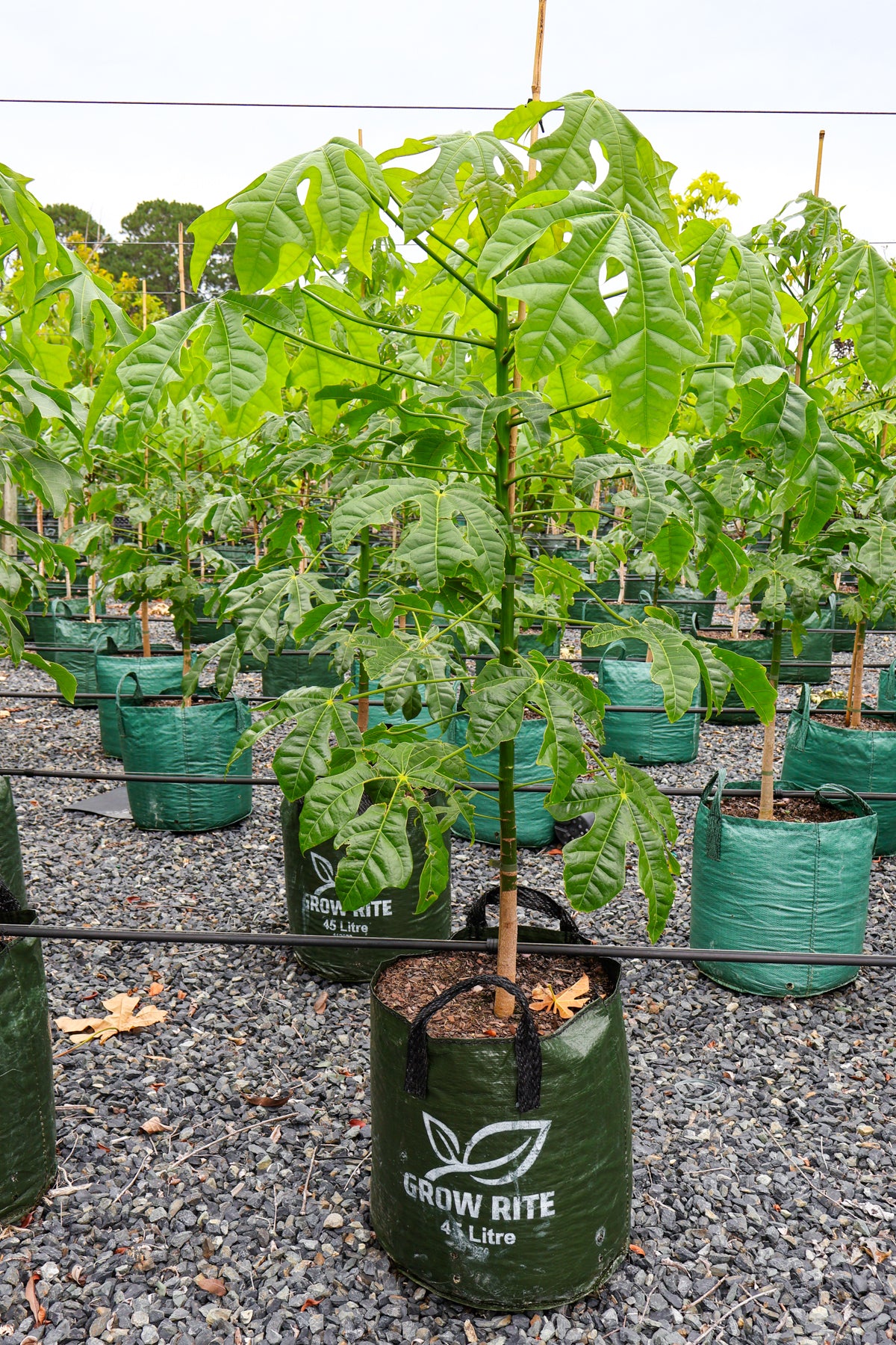 Brachychiton populneus x discolor 'Griffiths Pink' - Evergreen Trees Direct