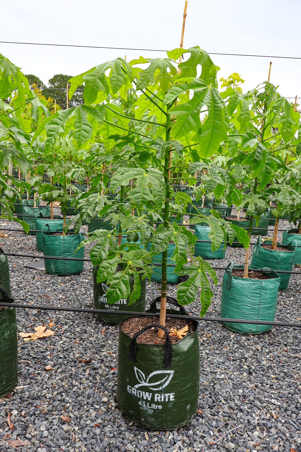 Brachychiton populneus x discolor 'Griffiths Pink' - Evergreen Trees Direct