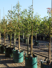 Brachychiton populneus - Bottle Tree - Evergreen Trees Direct