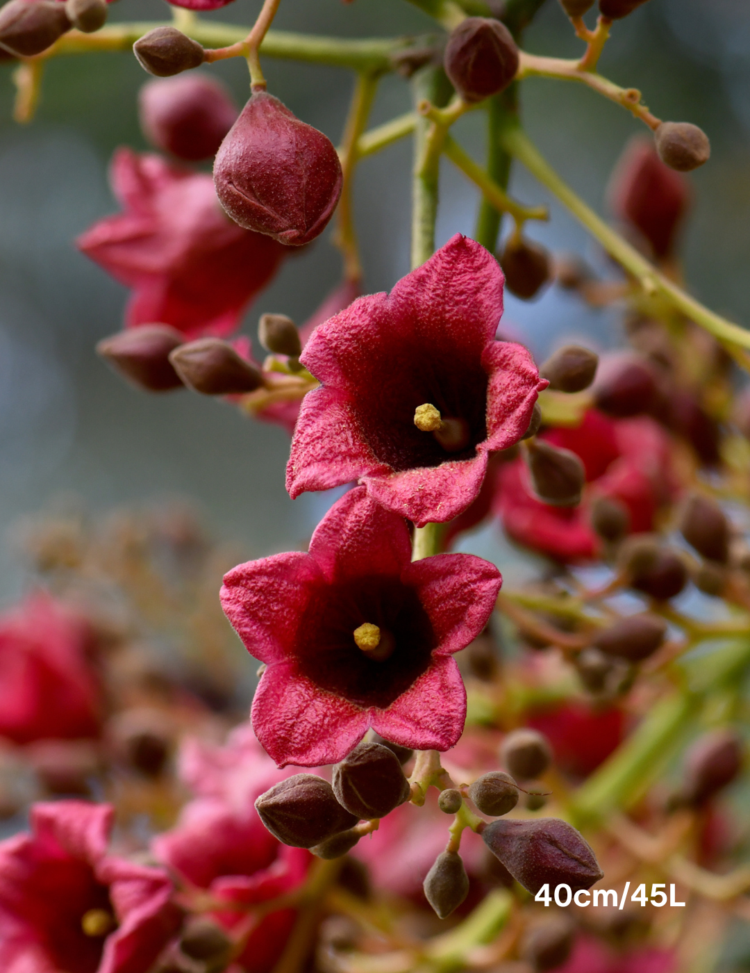 Brachychiton populneus - Bottle Tree - Evergreen Trees Direct