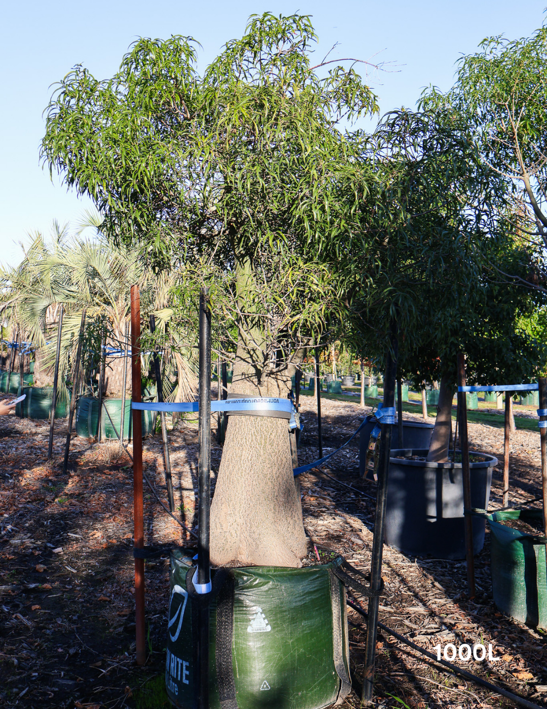 Brachychiton rupestris - Bottle Tree - Evergreen Trees Direct