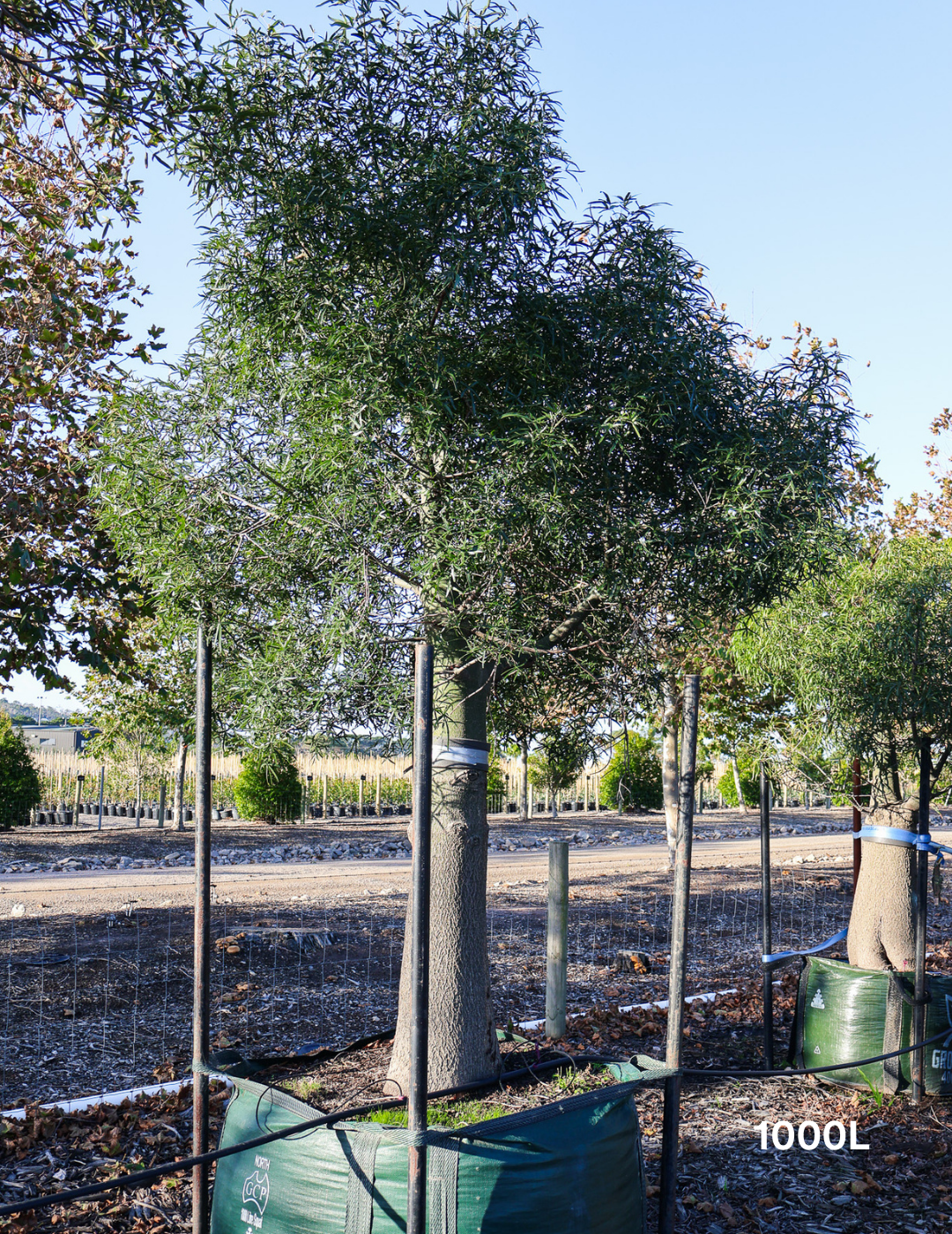 Brachychiton rupestris - Bottle Tree - Evergreen Trees Direct