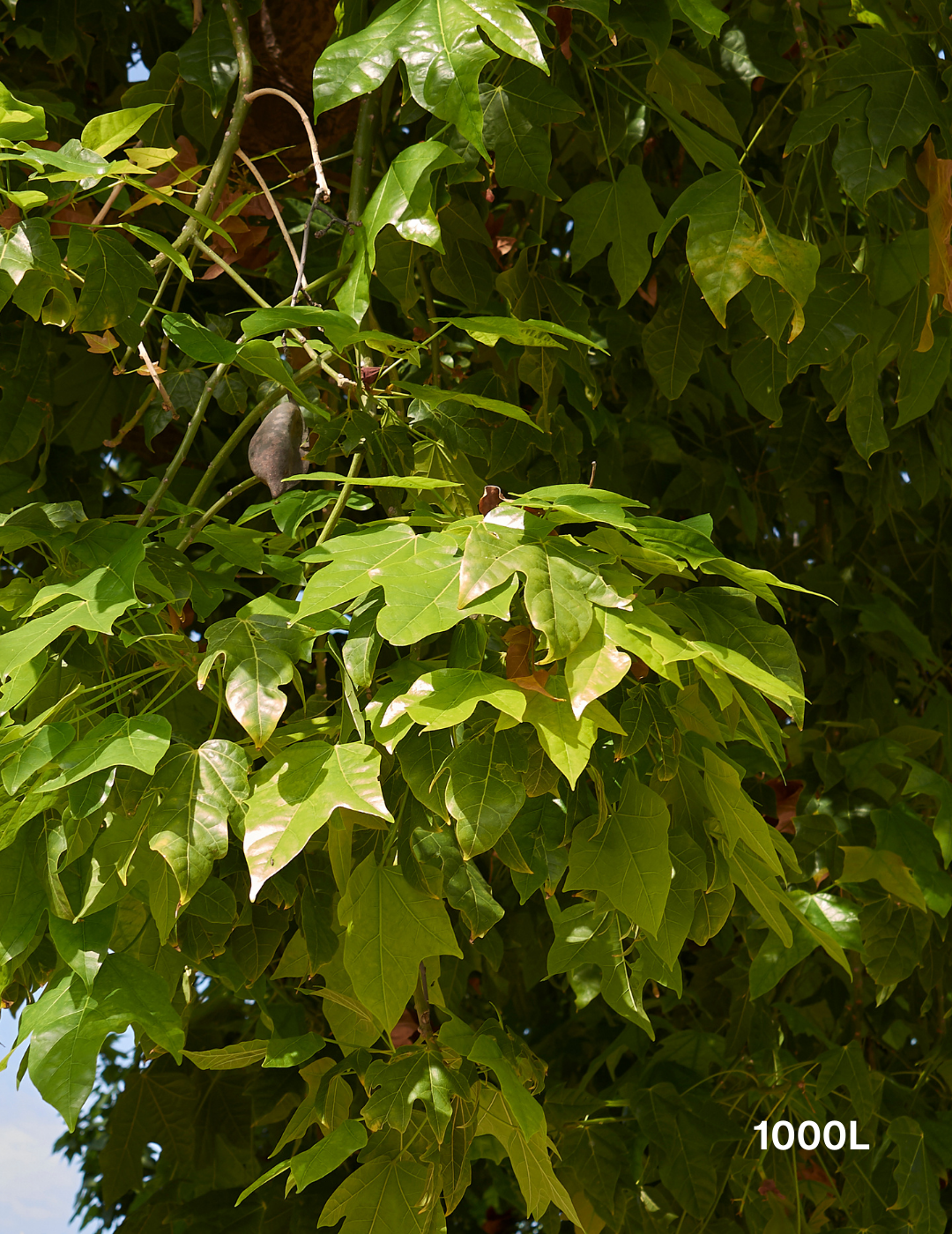 Brachychiton rupestris - Bottle Tree - Evergreen Trees Direct